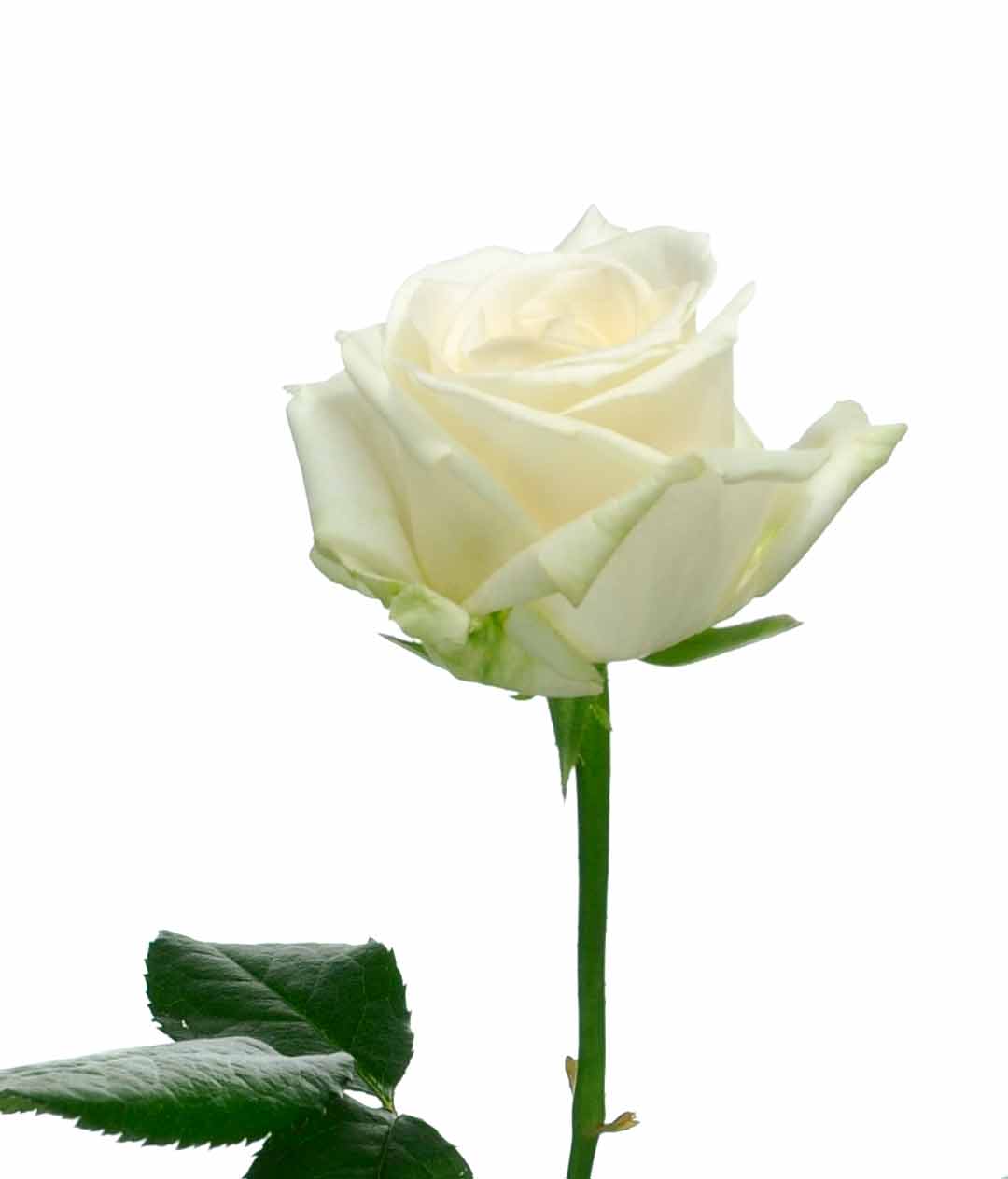 Изображение Троянда Аваланч (Avalanche) висота 70см