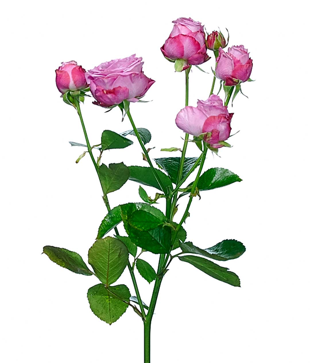 Изображение Троянда Леді Бомбастік (Lady Bombastic) спрей висота 60 см