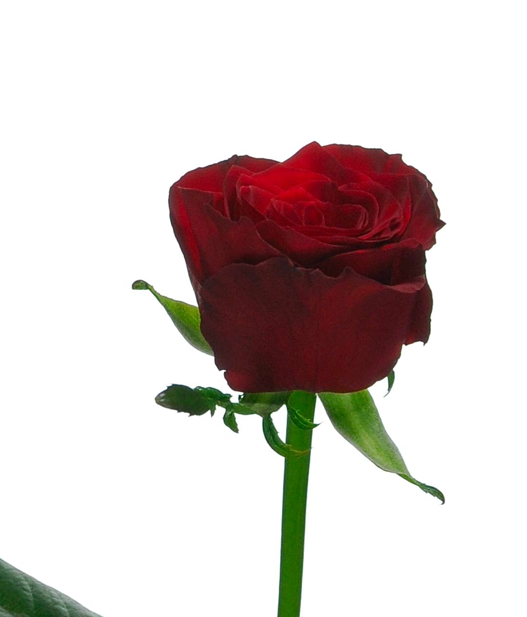 Изображение Троянда Престиж (Prestige) висота 100см