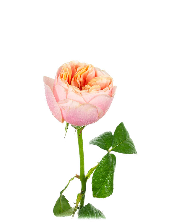 Изображение Троянда Сага (Saga) висота 50см