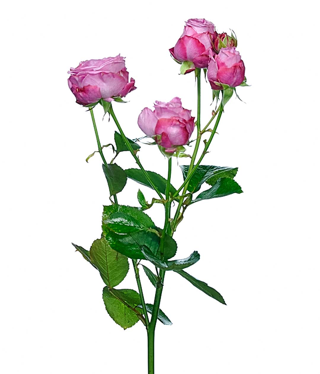 Изображение Троянда Леді Бомбастік (Lady Bombastic) спрей висота 40 см