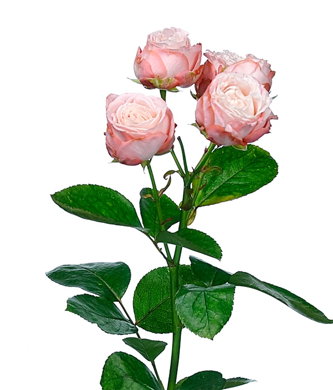 Изображение Троянда Мадам Бомбастік (Madame Bombastic) спрей висота 40 см