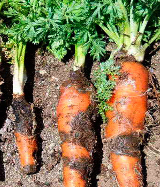 Ризоктониоз моркови слайдшоу