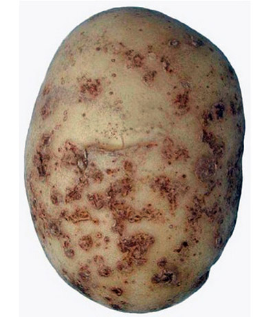 Парша обыкновенная картофеля слайдшоу