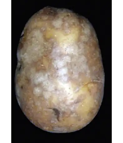 Парша серебристая картофеля