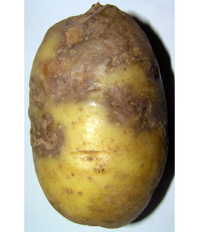 Фитофтороз картофеля слайдшоу