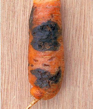 Альтернариоз или чёрная гниль моркови слайдшоу