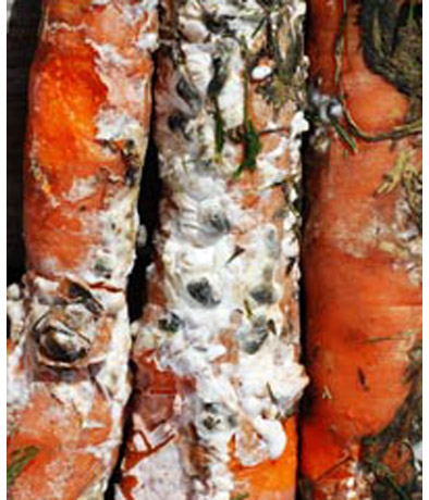 Белая гниль моркови слайдшоу