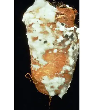 Белая гниль моркови