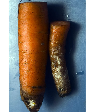 Белая гниль моркови слайдшоу