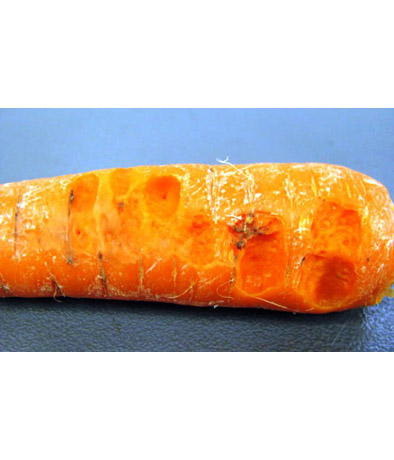 Мягкая бактериальная гниль моркови слайдшоу