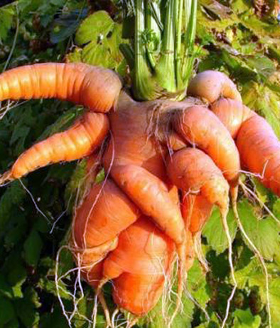 Неинфекционные болезни моркови слайдшоу