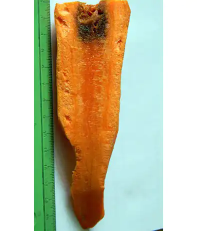 Серая гниль моркови