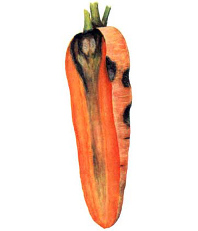 Фомоз моркви слайдшоу