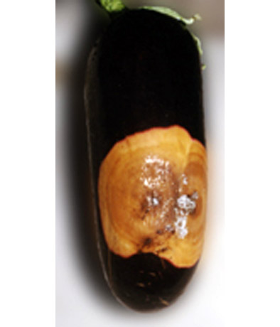Фомопсис плода баклажана слайдшоу