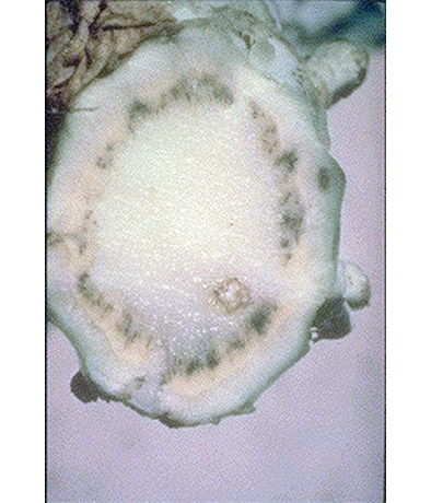 Сосудистый бактериоз капусты слайдшоу
