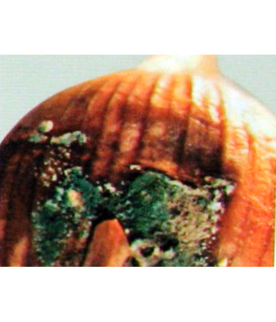 Пенициллёз или сине-зеленая плесень лука слайдшоу