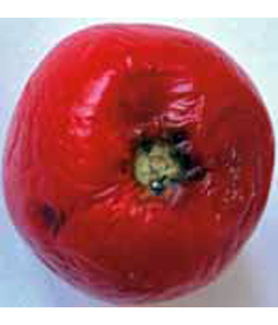 Водянистая гниль плодов и стеблей томата слайдшоу