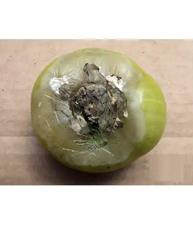 Серая гниль томата
