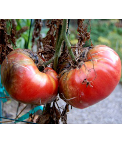 Фитофтороз томатов слайдшоу