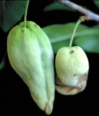 Кармашки сливы