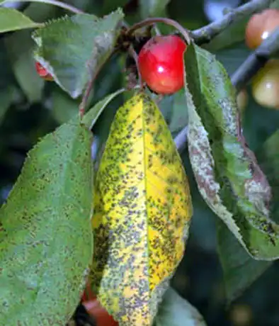 Коккомикоз вишни и черешни