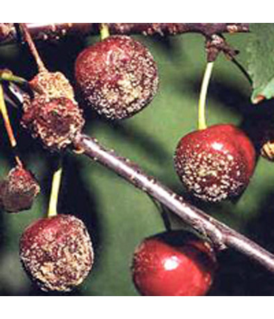 Серая гниль (монилиальный ожог) плодовых культур слайдшоу