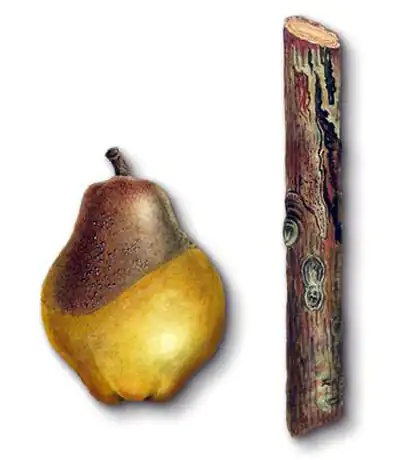 Черный рак плодовых культур