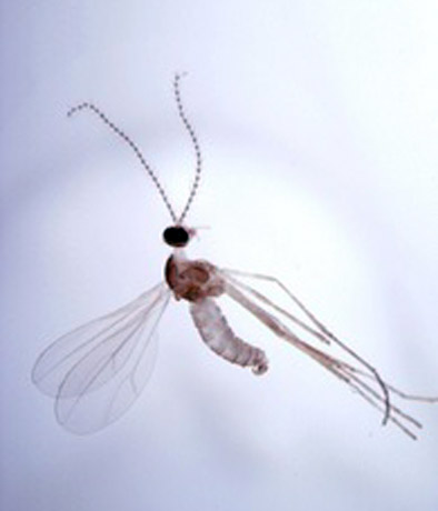 Капустный черешковый комарик слайдшоу