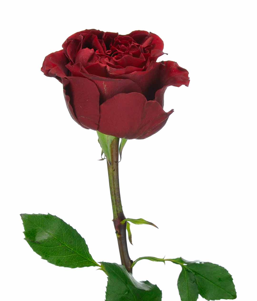 Изображение Троянда піоноподібна Кокетка (Coqueta) висота 70см
