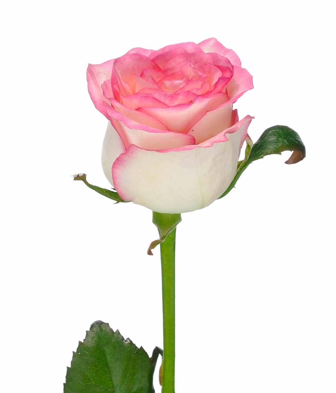Изображение Троянда Джумілія (Jumilia) висота 30см