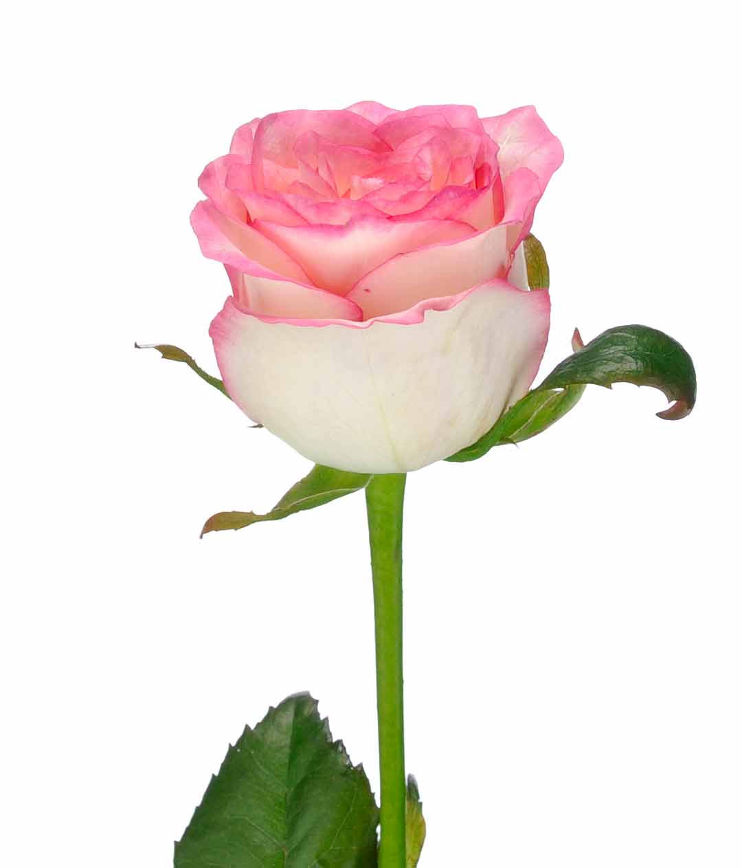 Изображение Троянда Джумілія (Jumilia) висота 40см