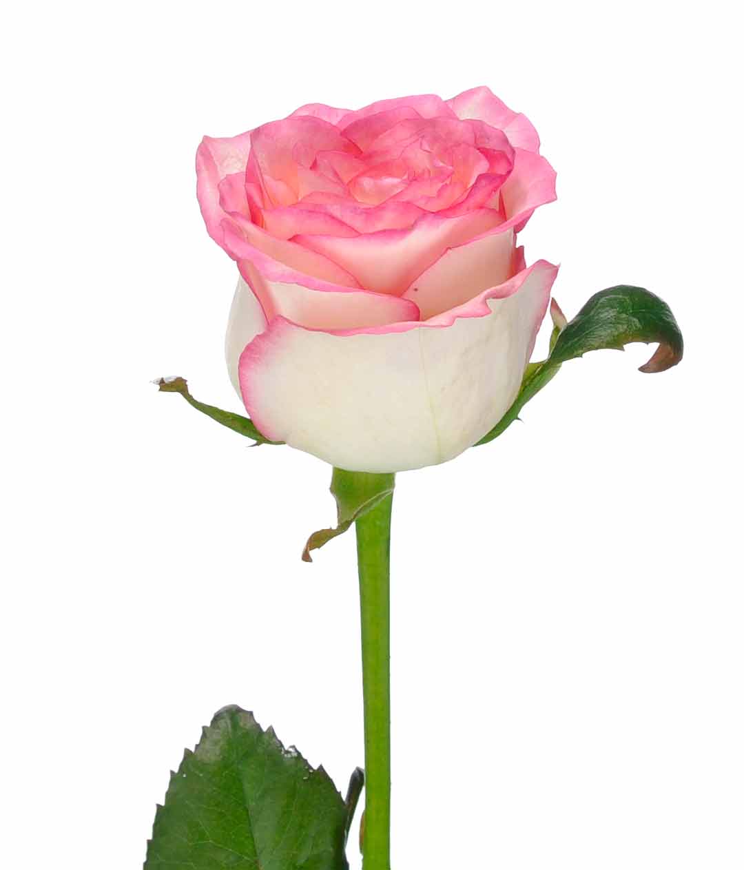 Изображение Троянда Джумілія (Jumilia) висота 50см