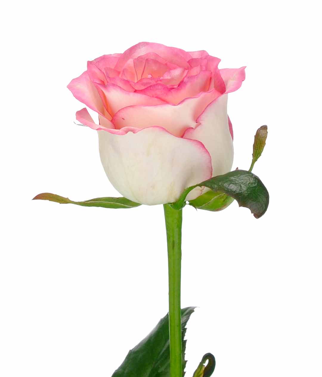 Изображение Троянда Джумілія (Jumilia) висота 60см