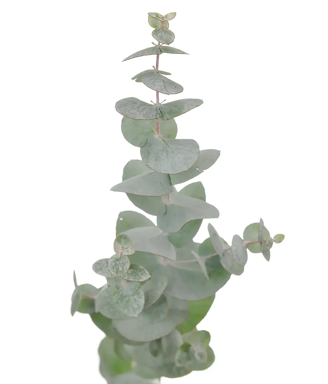 Евкаліпт Синерія (Eucalyptus Cinerea)