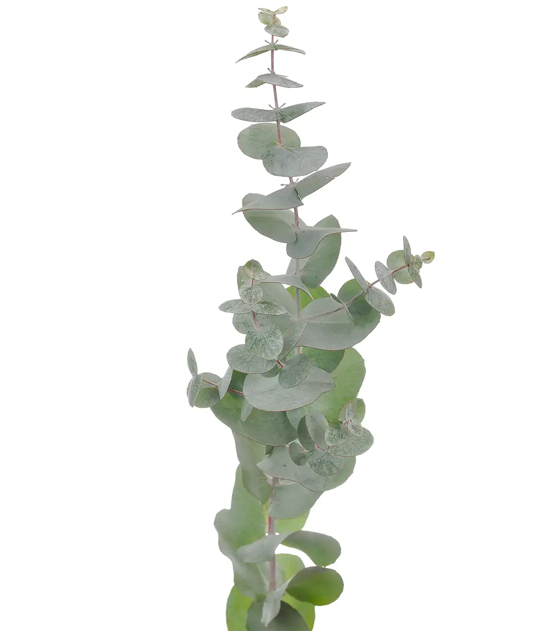 Евкаліпт Синерія (Eucalyptus Cinerea)