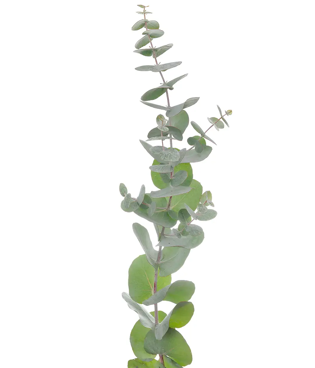 Евкаліпт Синерія (Eucalyptus Cinerea)