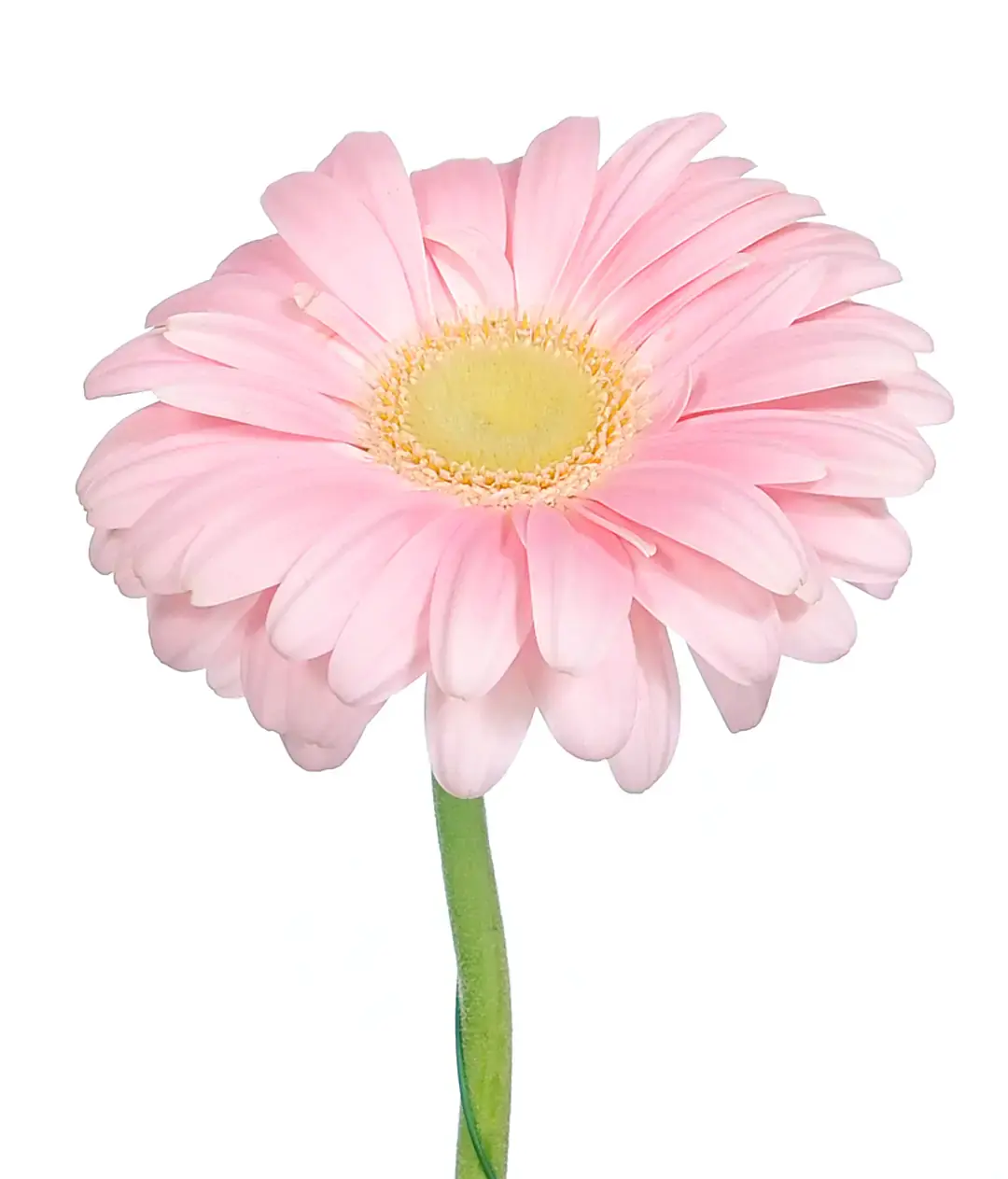 Гербера Рожева 10cm (Pink PLOT)