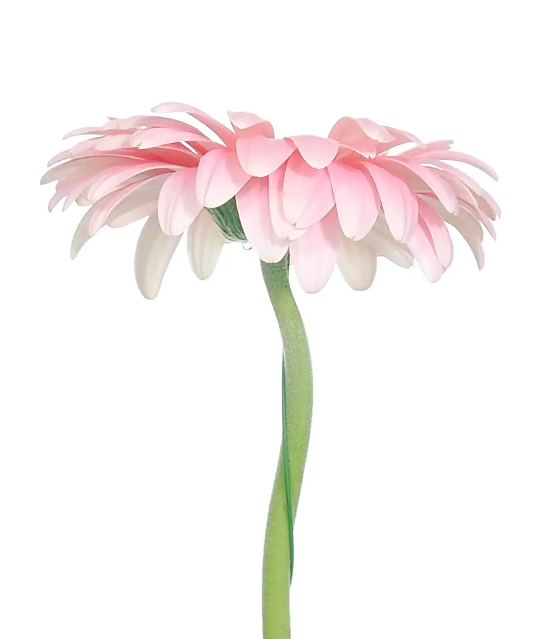 Изображение Гербера Розовая 10cm (Pink PLOT)
