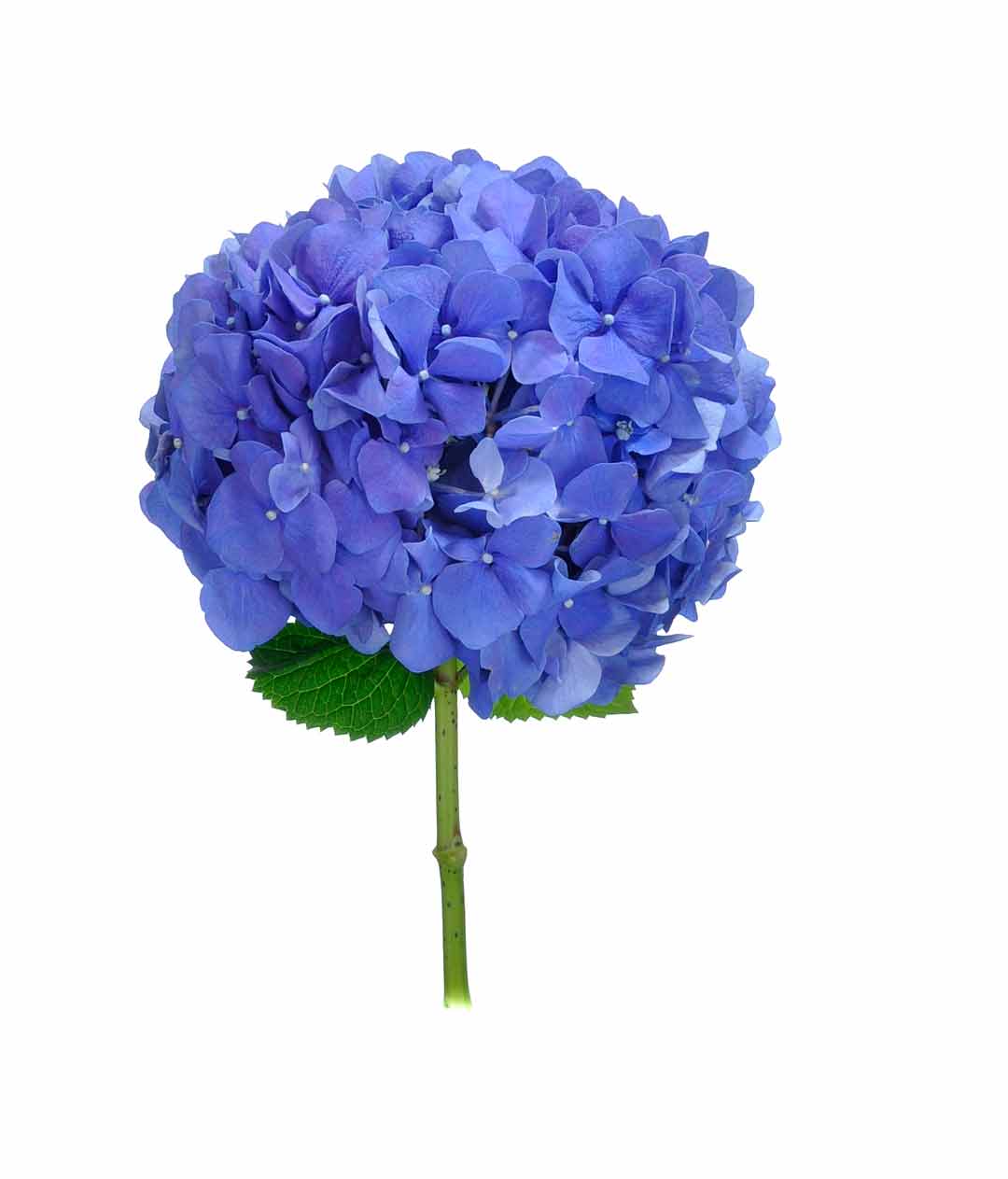Изображение Гортензія Pimpernel Blue