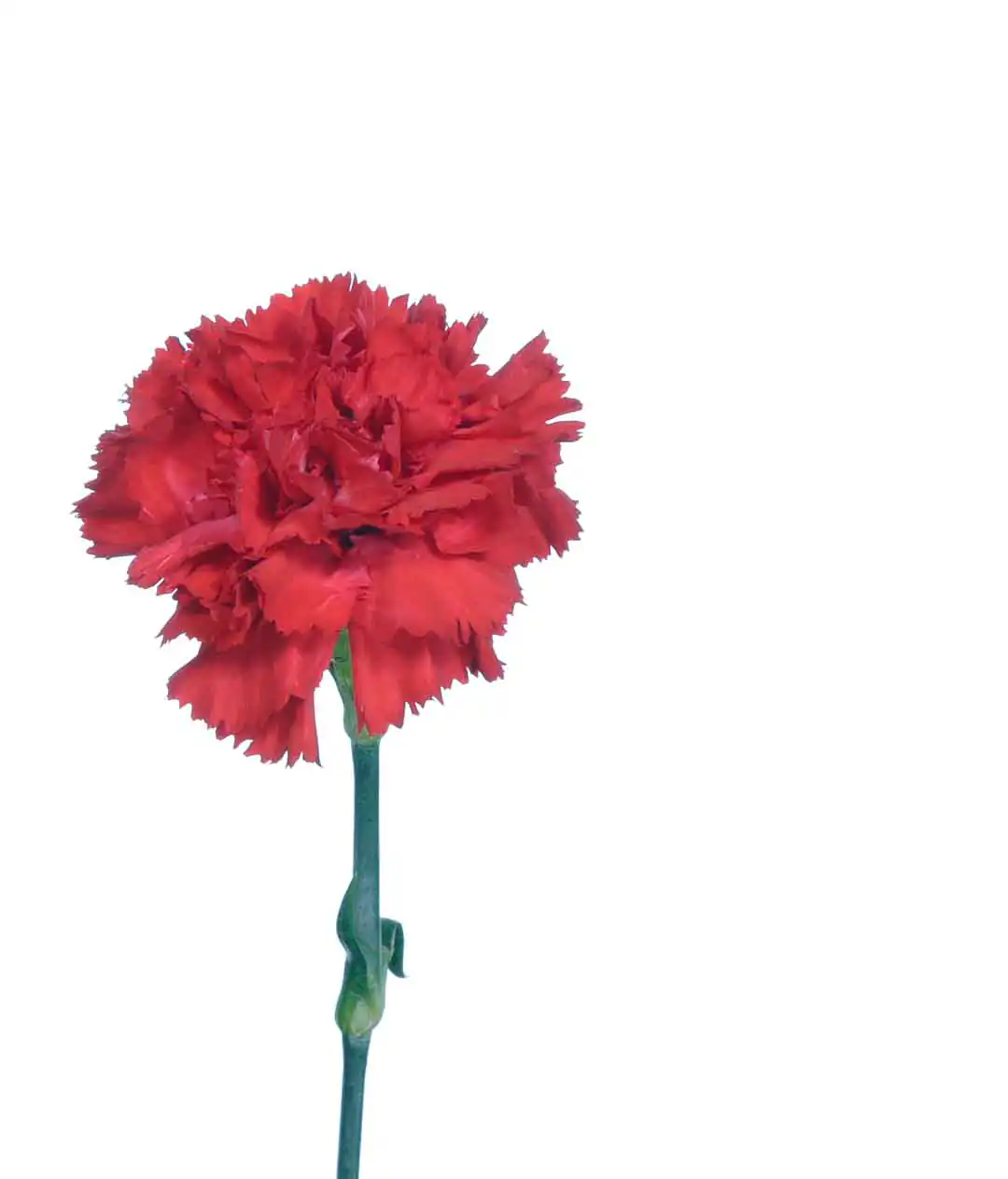 Изображение Гвоздика Красная / Carnation Red Турция