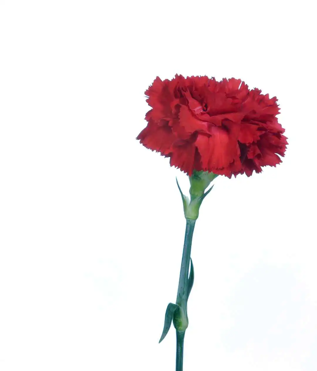 Изображение Гвоздика Красная / Carnation Red Турция