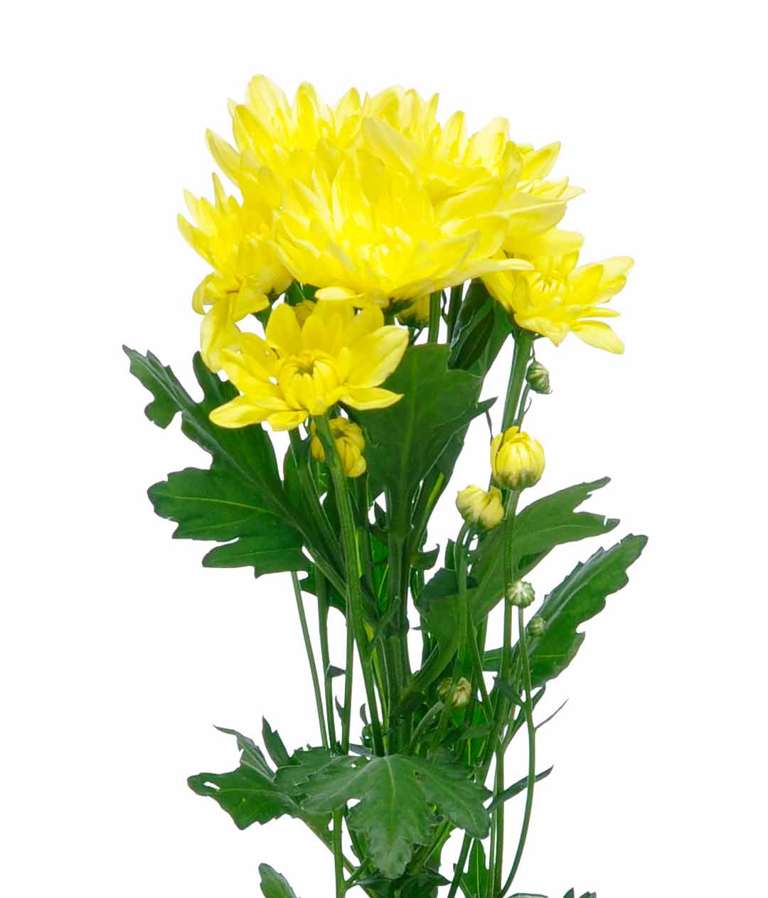 Изображение Хризантема Піна Колада Жовта (Pina Colada Yellow)