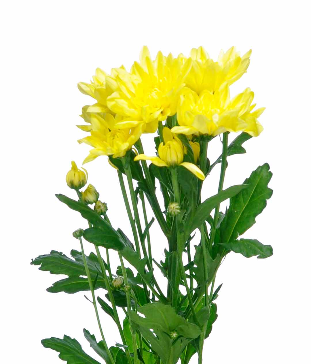 Изображение Хризантема Піна Колада Жовта (Pina Colada Yellow)