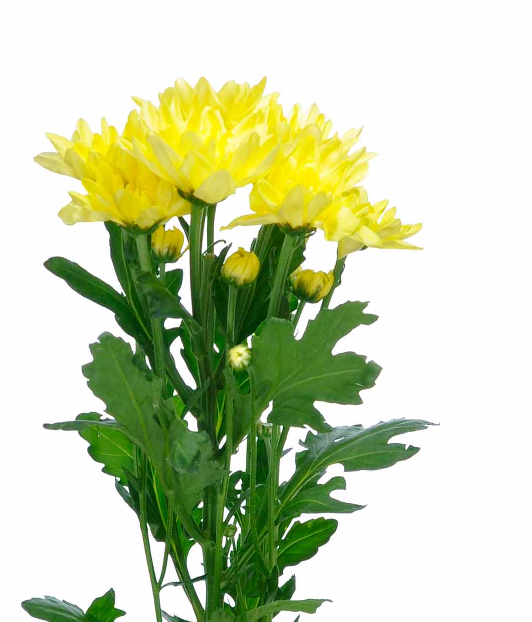 Изображение Хризантема Піна Колада Жовта (Pina Colada Yellow)