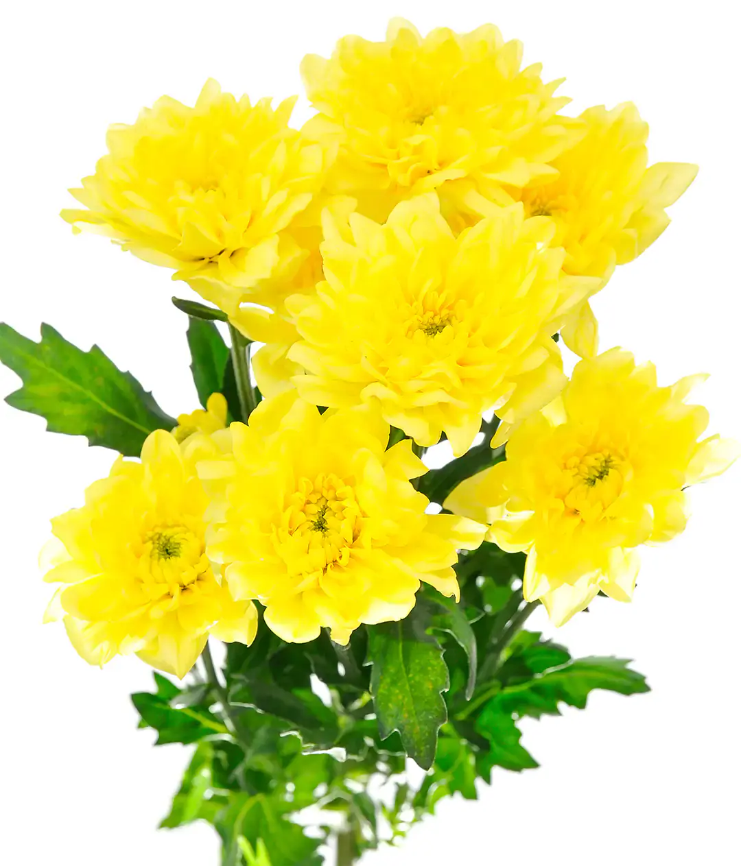 Хризантема Алтай желтый /Altaj yellow
