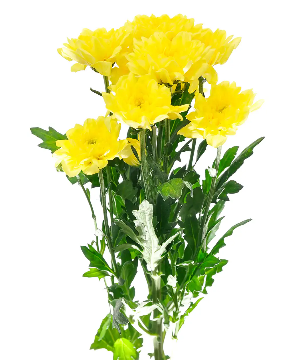 Хризантема Алтай желтый /Altaj yellow