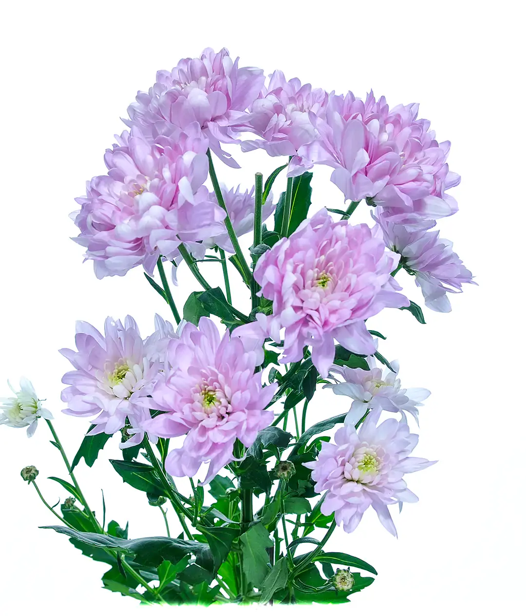 Изображение Хризантема Балтика розовая (Baltica Pink)