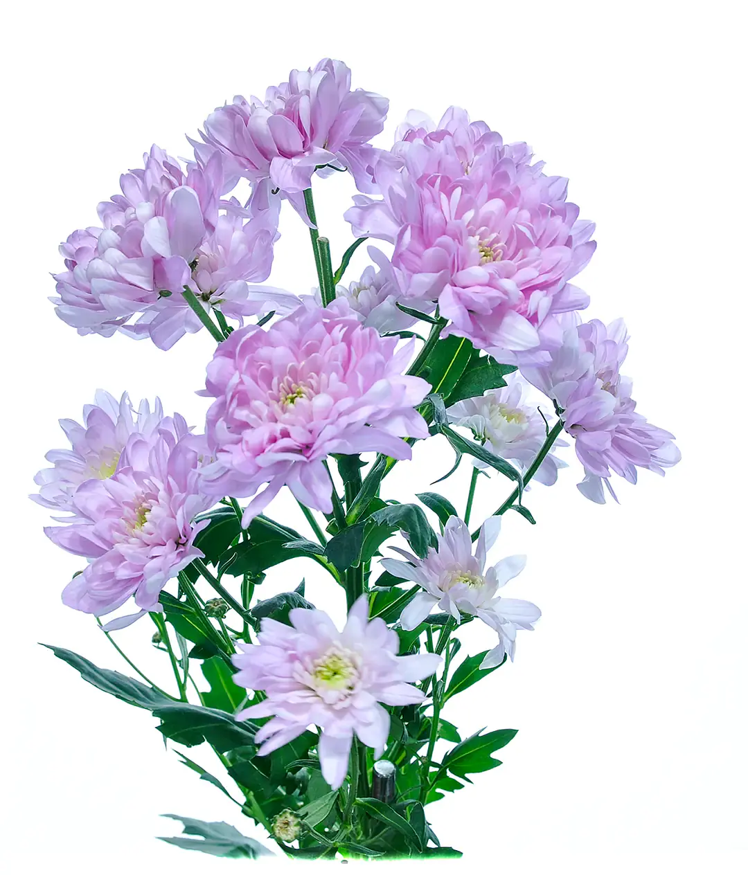 Изображение Хризантема Балтика розовая (Baltica Pink)