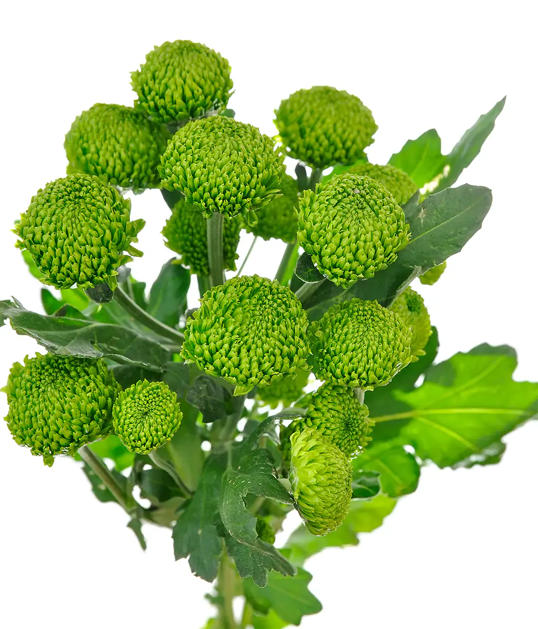 Хризантема Делигрин /Deligreen